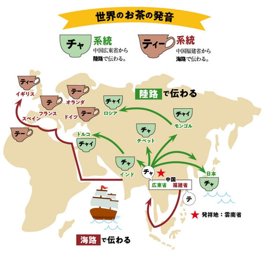 Edo Saryo and the History of Tea – Why Both Japanese and Foreigners Love It
