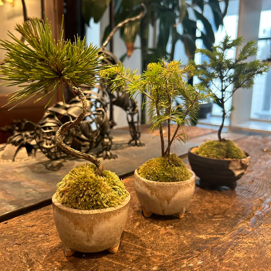 盆栽レクチャープラン | Bonsai Lecture Plan とは
